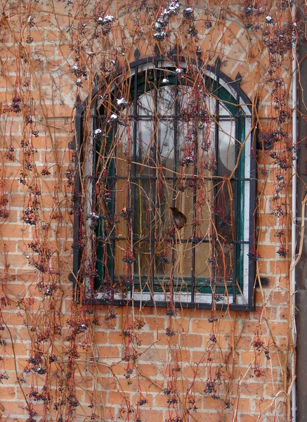 Parede de um edifício de pedra velho com janela coberta com planta seca — Fotografia de Stock