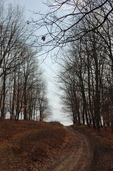 Autumn forest — Stock Photo, Image