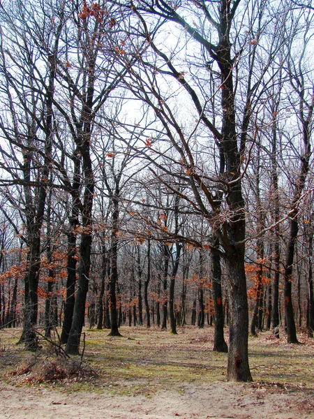 Őszi erdő — Stock Fotó