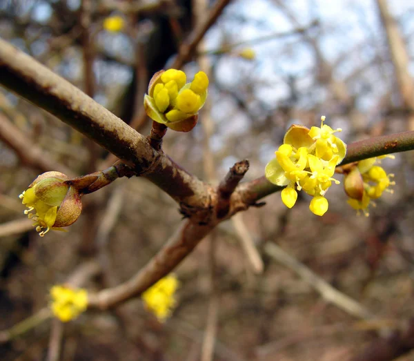 Vackra gula vårblommor — Stockfoto