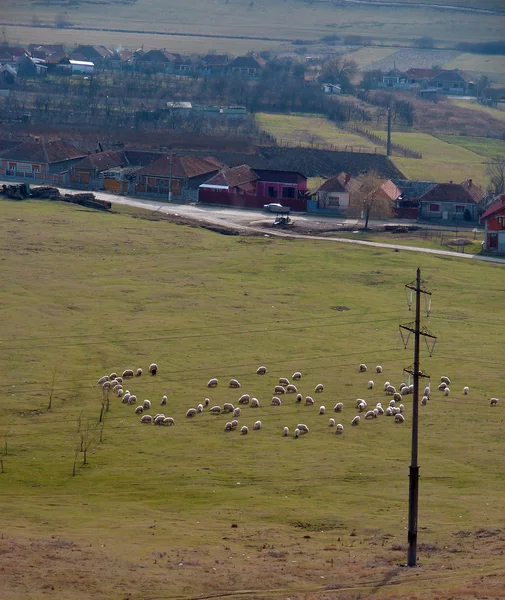 Paisaje rural con ovejas pastando — Foto de Stock