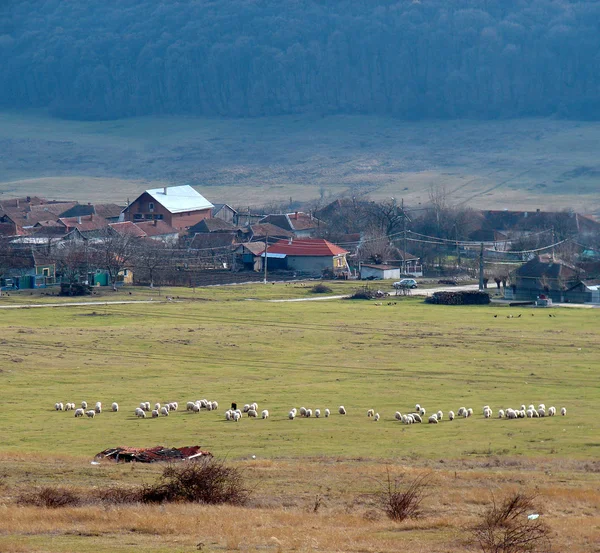Rural landscape with grazing sheep — Stock Photo, Image