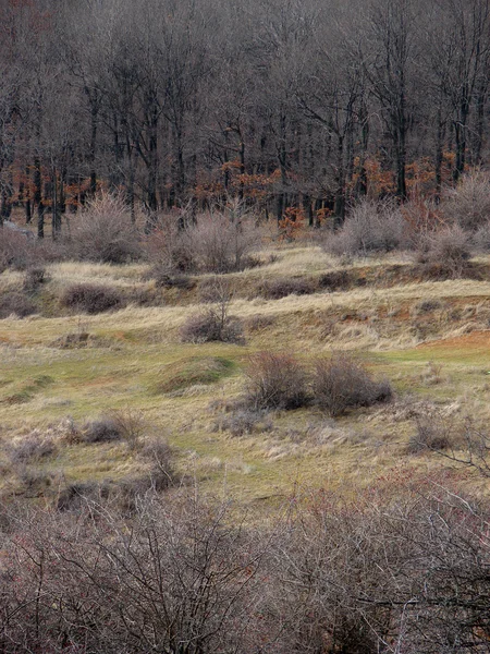 Rural landscape — Stock Photo, Image