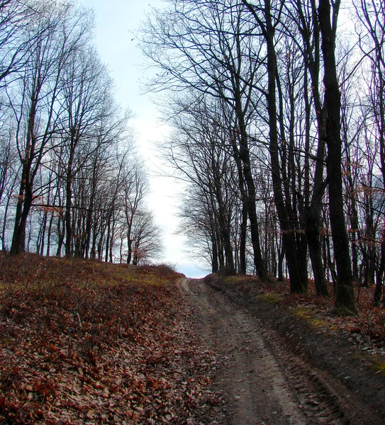 Bosque de otoño —  Fotos de Stock