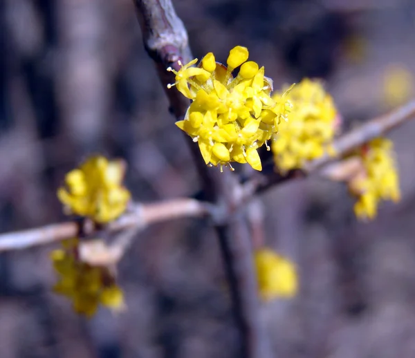 Bellissimi fiori di primavera gialli — Foto Stock