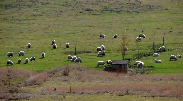 Сельский пейзаж с пасущимися овцами — стоковое фото