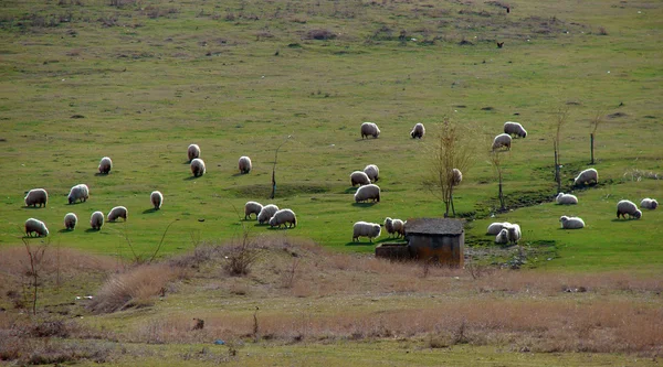 Koyun otlatma ile kırsal manzara — Stok fotoğraf