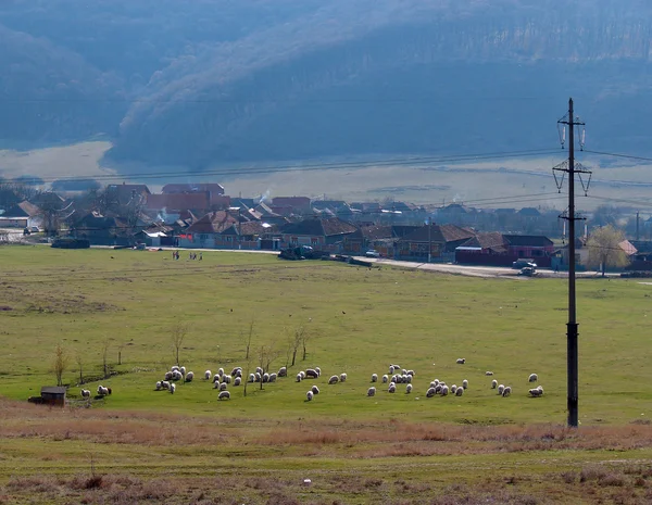 Paysage rural avec moutons de pâturage — Photo