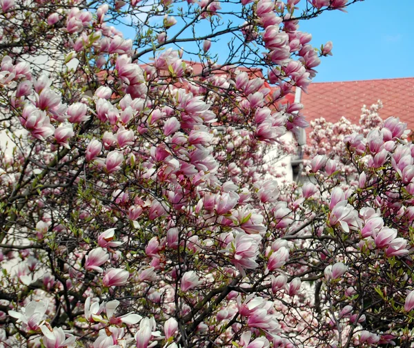 Schöne Magnolien — Stockfoto