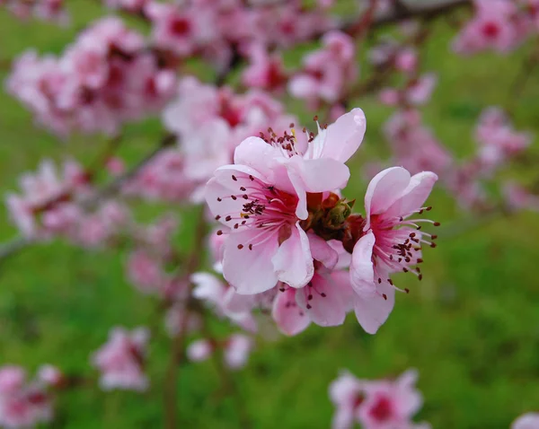 Krásný růžový jarní květiny — Stock fotografie