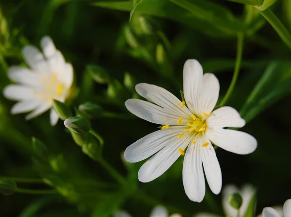 Lindas flores de primavera — Fotografia de Stock