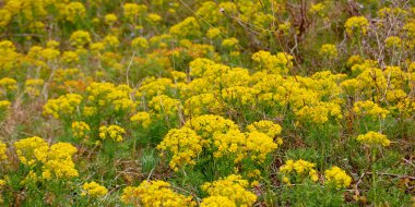 Güzel bahar çiçekleri