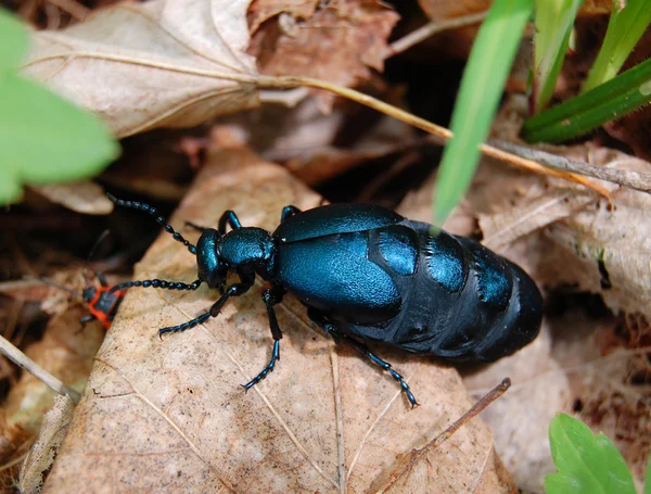 Coléoptère noir — Photo