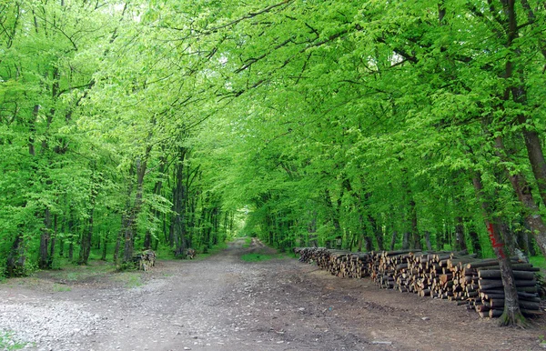 Foresta di primavera — Foto Stock