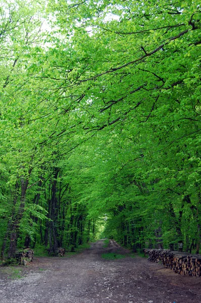 Foresta di primavera — Foto Stock