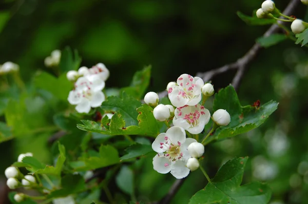 Vackra vårblommor — Stockfoto