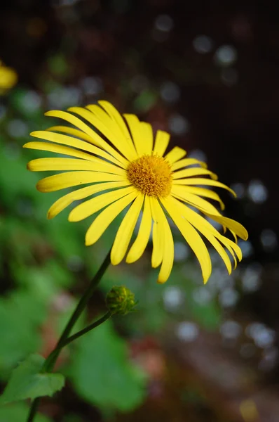 Hermosa flor de primavera — Foto de Stock