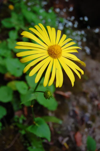 Hermosa flor de primavera — Foto de Stock