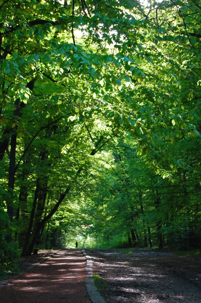 Spring forest — Stock Photo, Image