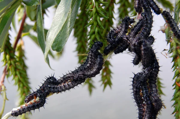 Чёрные гусеницы — стоковое фото