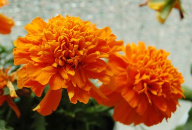 Güzel bahar çiçekleri