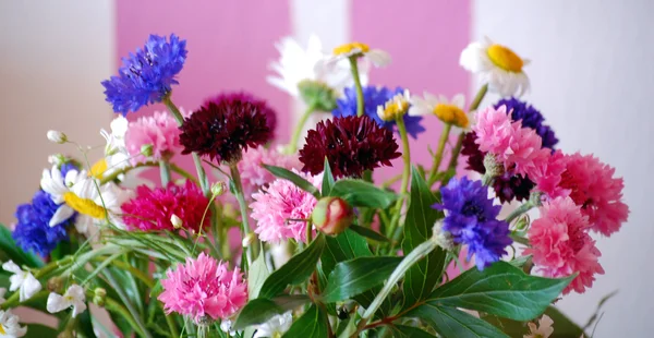 Schöne Frühlingsblumen, Kornblumen und Gänseblümchen — Stockfoto