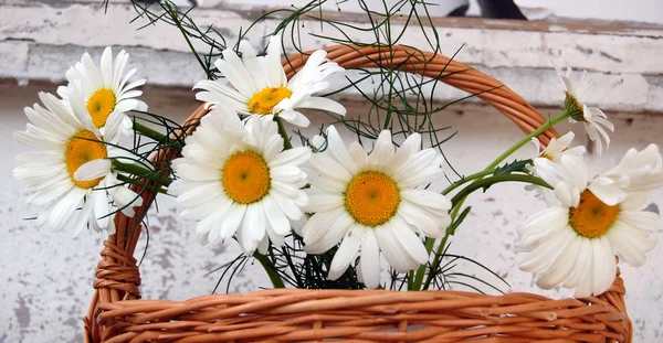 Bunch of daisies in a basket — Stock Photo, Image