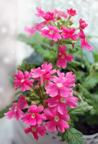 Mooie lentebloemen — Stockfoto