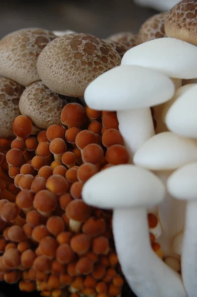 Close up of an assortment of mushrooms — Stock Photo, Image