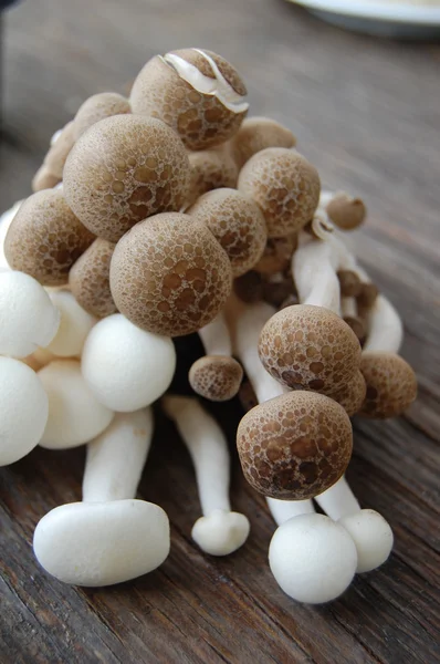 Close up van een assortiment van paddestoelen — Stockfoto