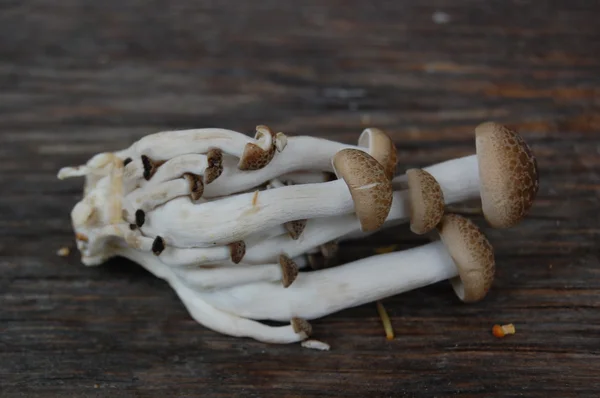 Close-up van champignons — Stockfoto