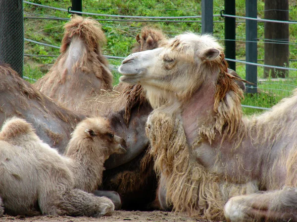 Kamel i djurparken — Stockfoto