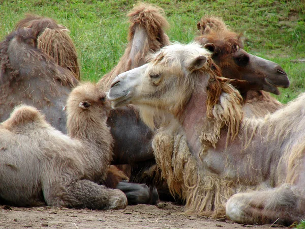 Kamel i djurparken — Stockfoto