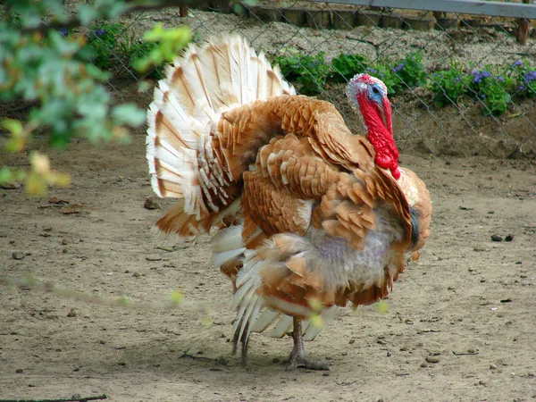 Turkiet visar hans fjädrar — Stockfoto