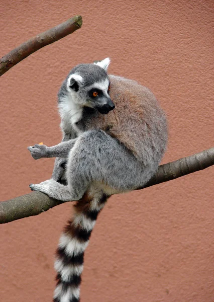 Ring-Tailed Maki — Stok fotoğraf