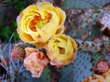 kaktüs çiçeği portre