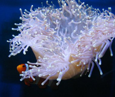 palyaço balığı renkli anemone gizleme