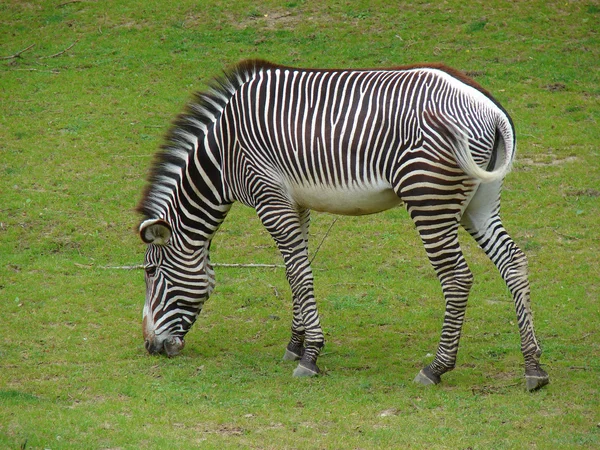 Zebra otlatma — Stok fotoğraf