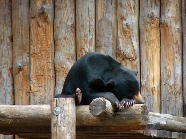 Sleeping bear — Stock Photo, Image