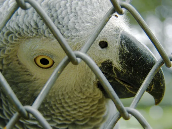 Nahaufnahme von Graupapagei — Stockfoto