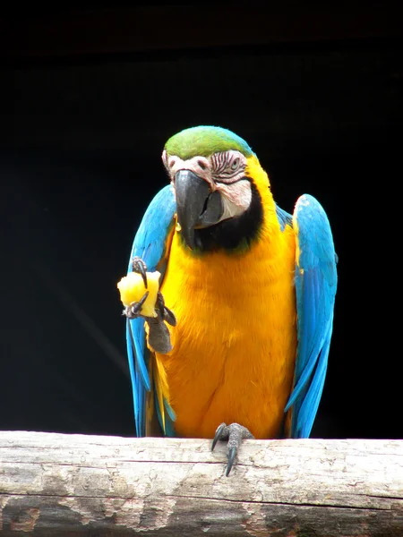 Papagaio colorido — Fotografia de Stock