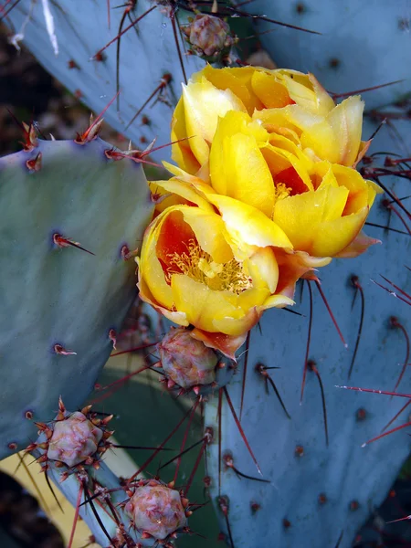 Kaktus blomma närbild — Stockfoto