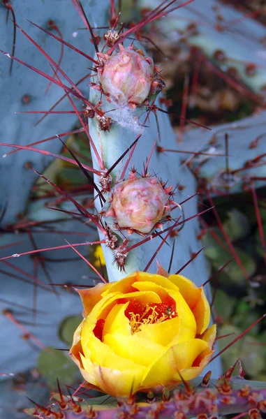 Cactus bloem close-up — Stockfoto