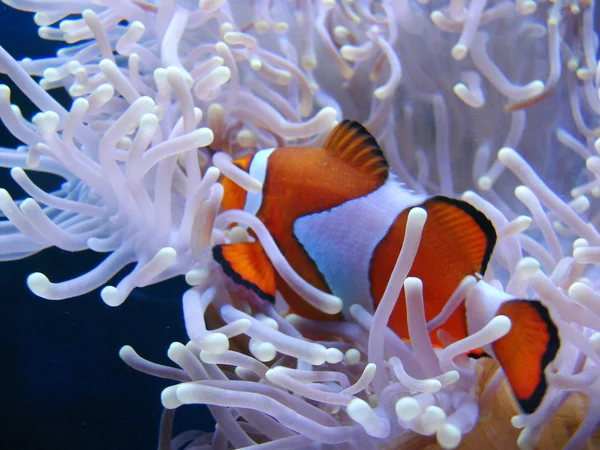 Clown fish hiding in colorful anemone — Stock Photo, Image