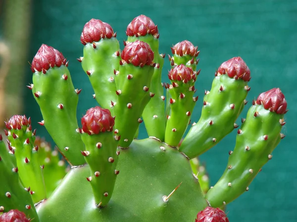 Cactus fleur gros plan — Photo