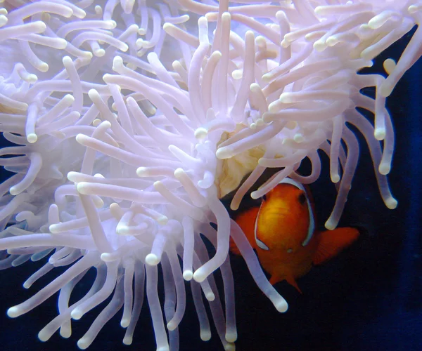 Clown fish hiding in colorful anemone — Stock Photo, Image