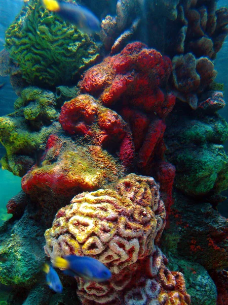 Színes korallzátonyok — Stock Fotó