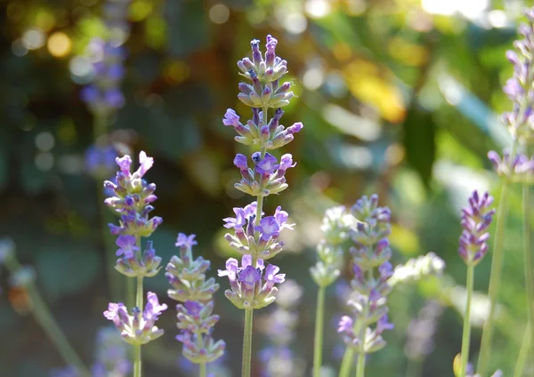 Flores de lavanda — Fotografia de Stock