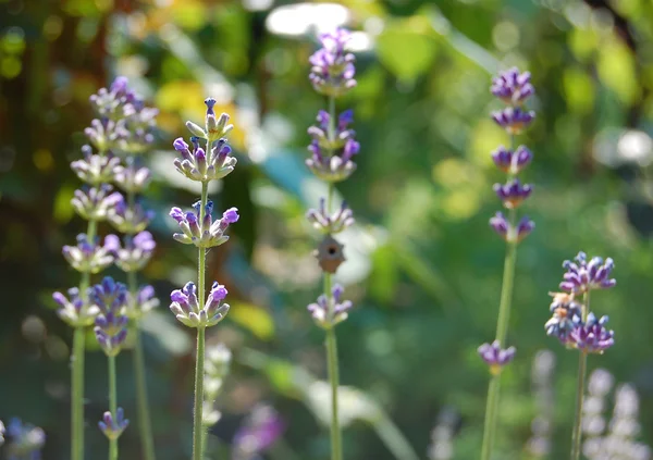 Lavendel blommor — Stockfoto