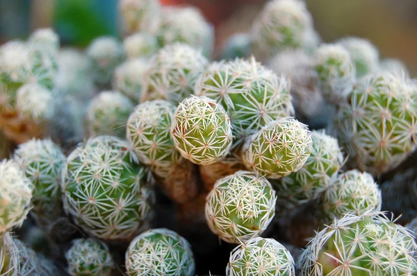 Detailní záběr kaktusu — Stock fotografie